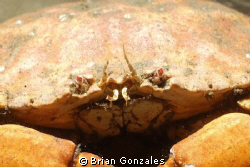 Crab, Redondo Beach, CA by Brian Gonzales 
